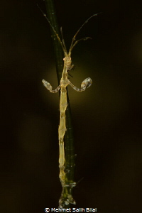 Pole dancer. by Mehmet Salih Bilal 